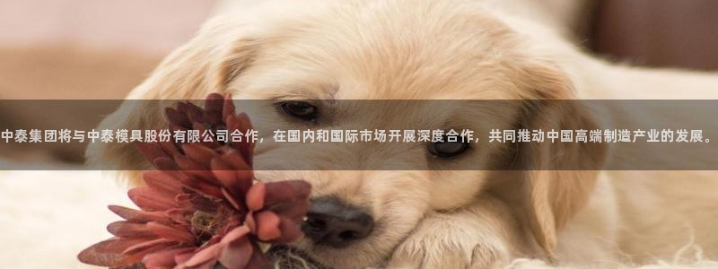太阳集团游戏城旧版：中泰集团将与中泰模具股份有限公司合作，在国内和国际市场开展深度合作，共同推动中国高端制造产业的发展。